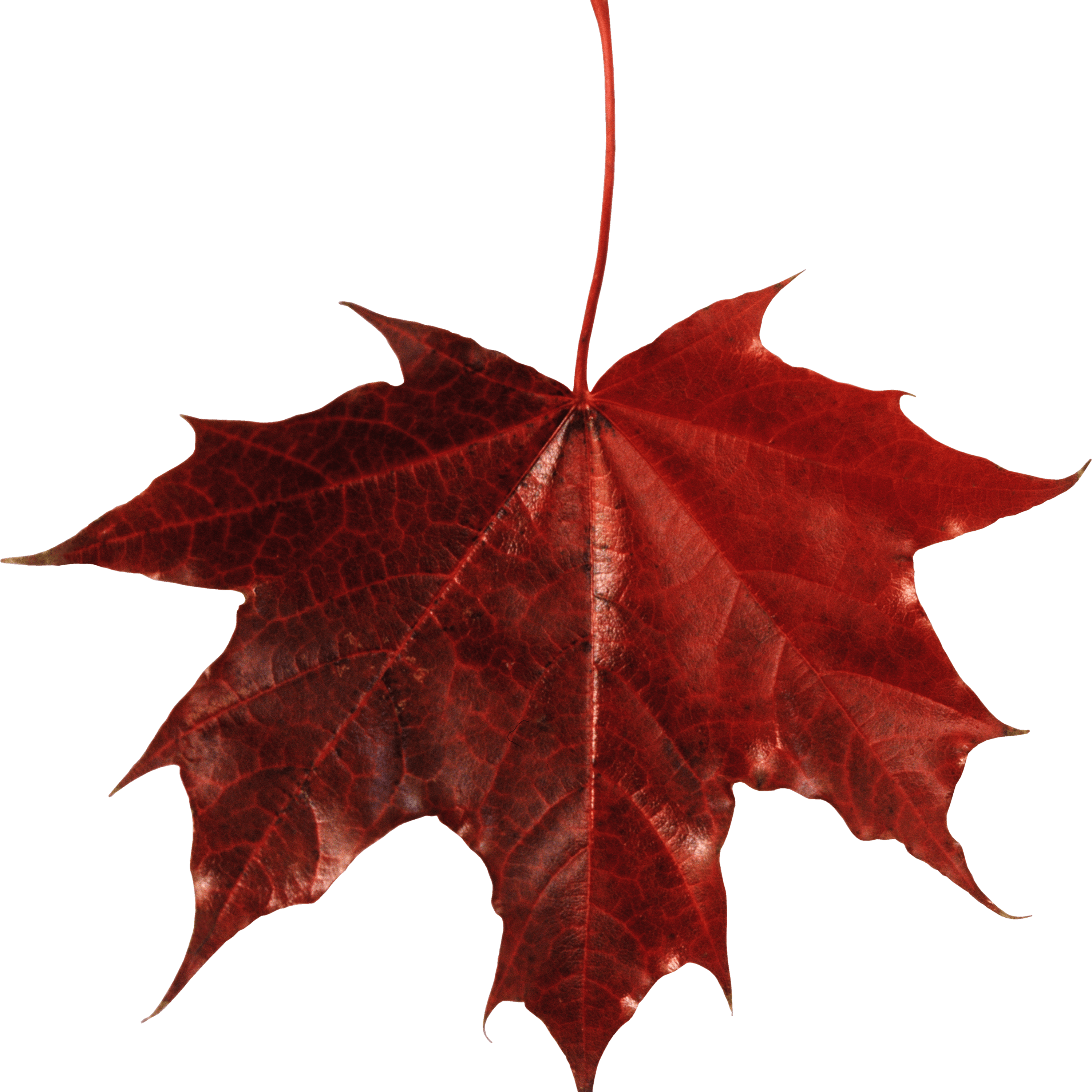 Maple Leaf Autumn Leaf Color - Red Leaves Png Transparent Clipart (3000x3000), Png Download