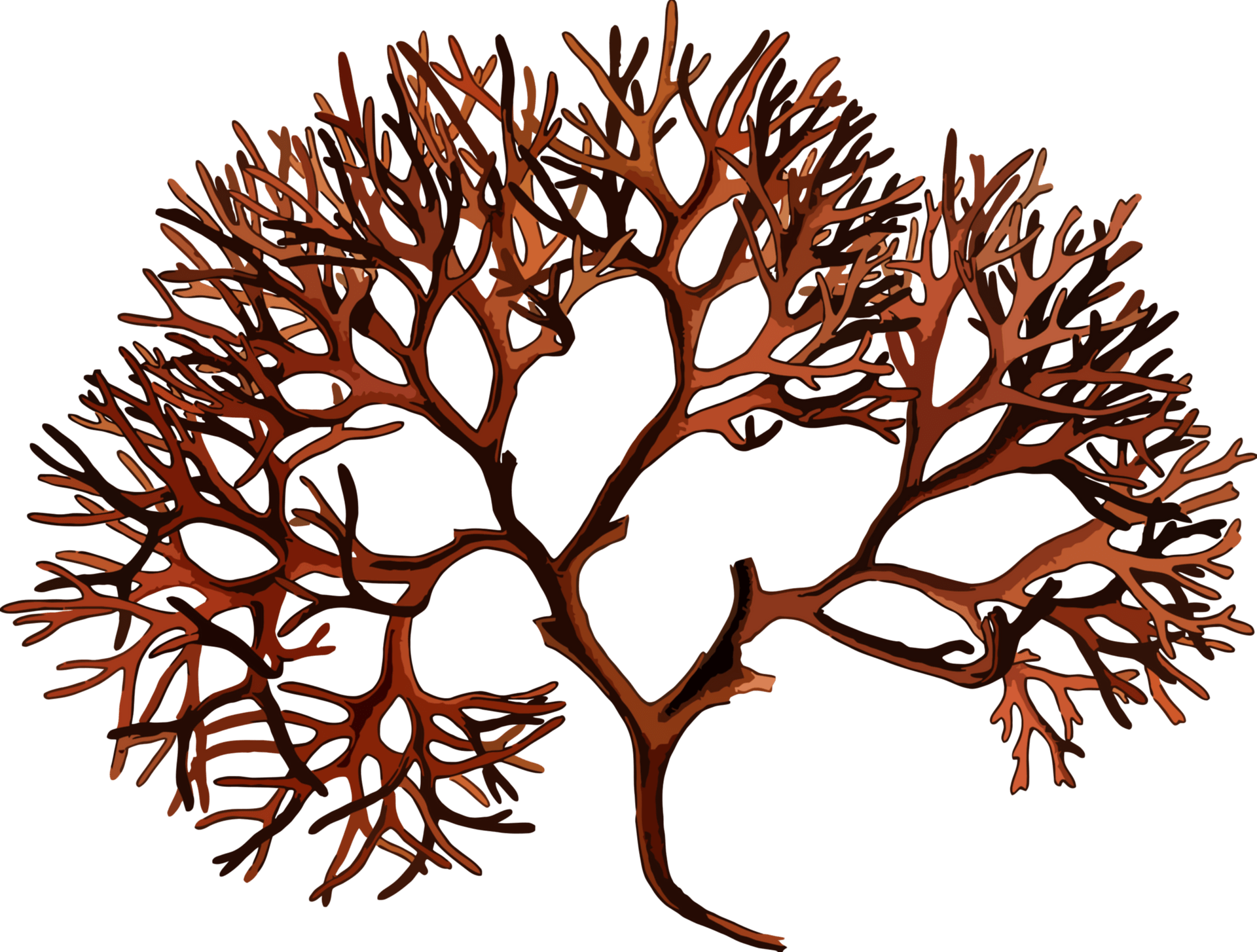 Chondrus Crispus Clipart (1920x1454), Png Download