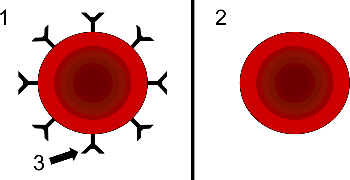 Резус Фактор Clipart (1280x619), Png Download