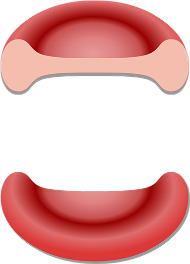 Unlabelled Red Blood Cell Clipart (1200x630), Png Download