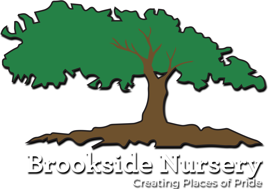 Pond Pine Clipart (1200x800), Png Download