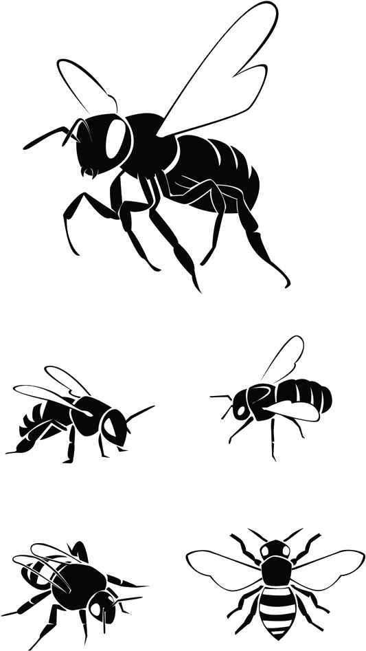 Western Honey Bee Clip Art Vector Graphics Illustration - Clip Art - Png Download (719x1024), Png Download