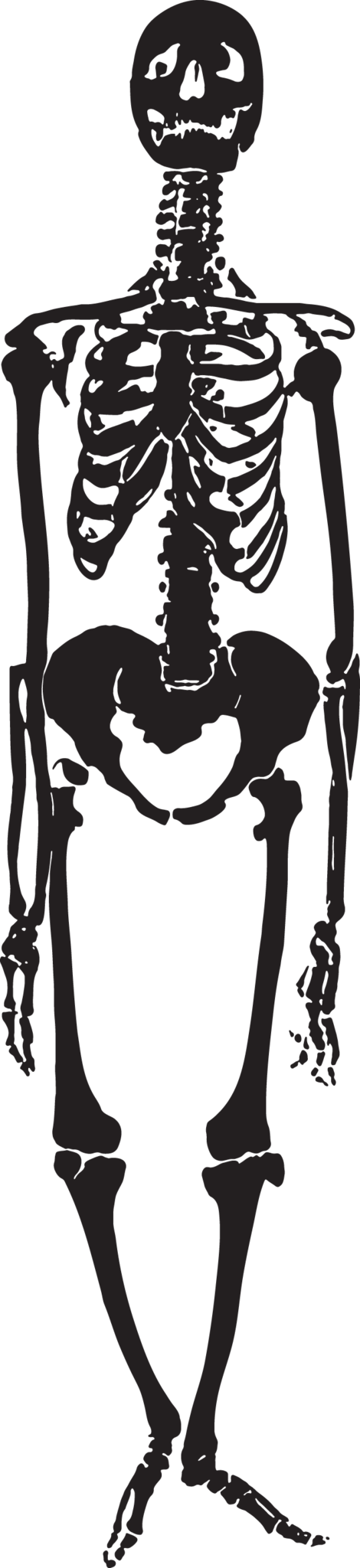 Illustration Clipart (470x2048), Png Download