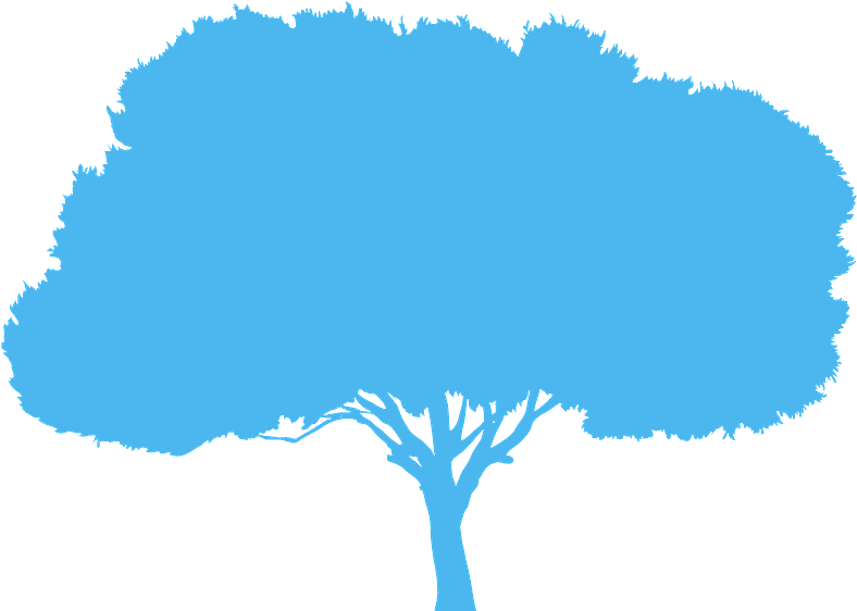 Tree Clipart (800x568), Png Download