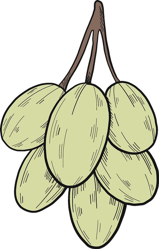 White Grapes Clipart - Png Download (510x800), Png Download