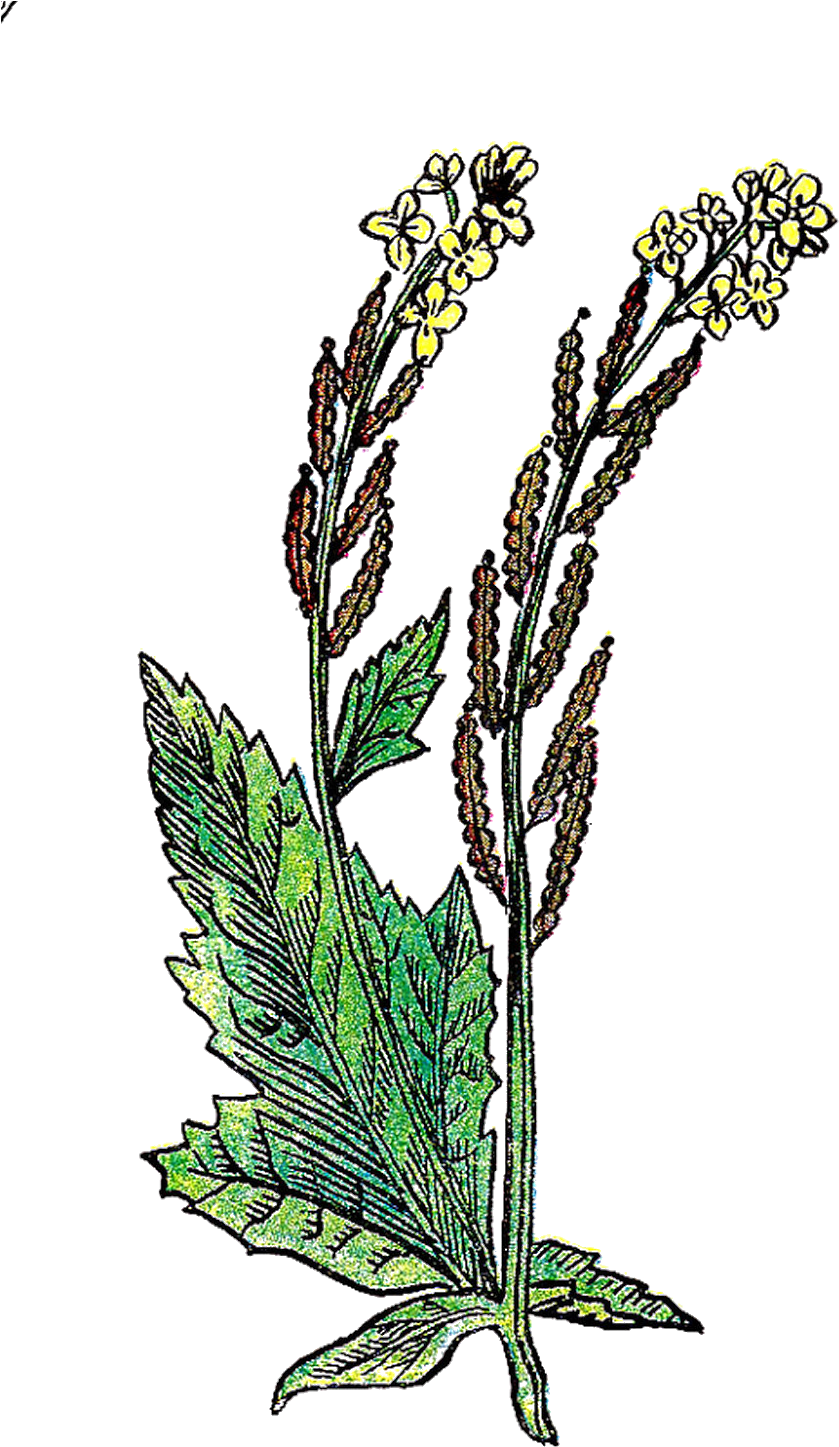 Herb Clip Art - Png Download (965x1600), Png Download