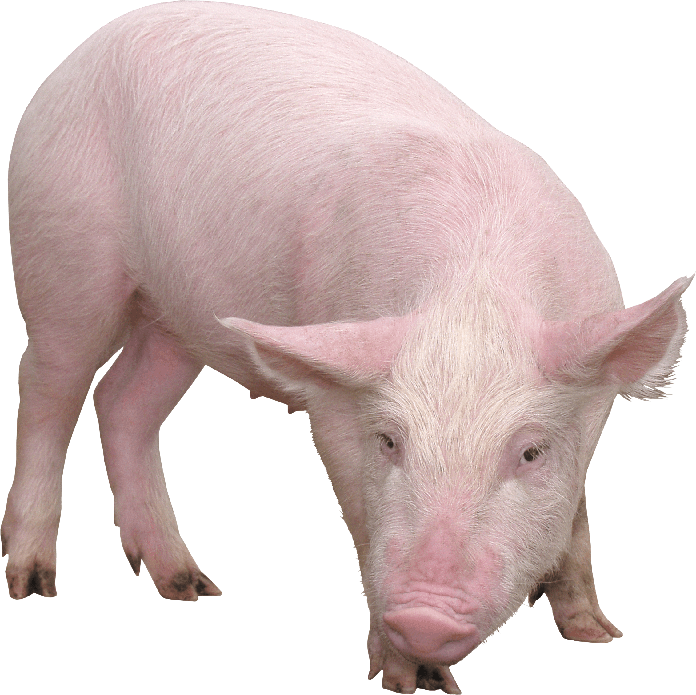 Download Pig Png Image Png Image Pngimg - Pig Png Clipart (2262x2257), Png Download