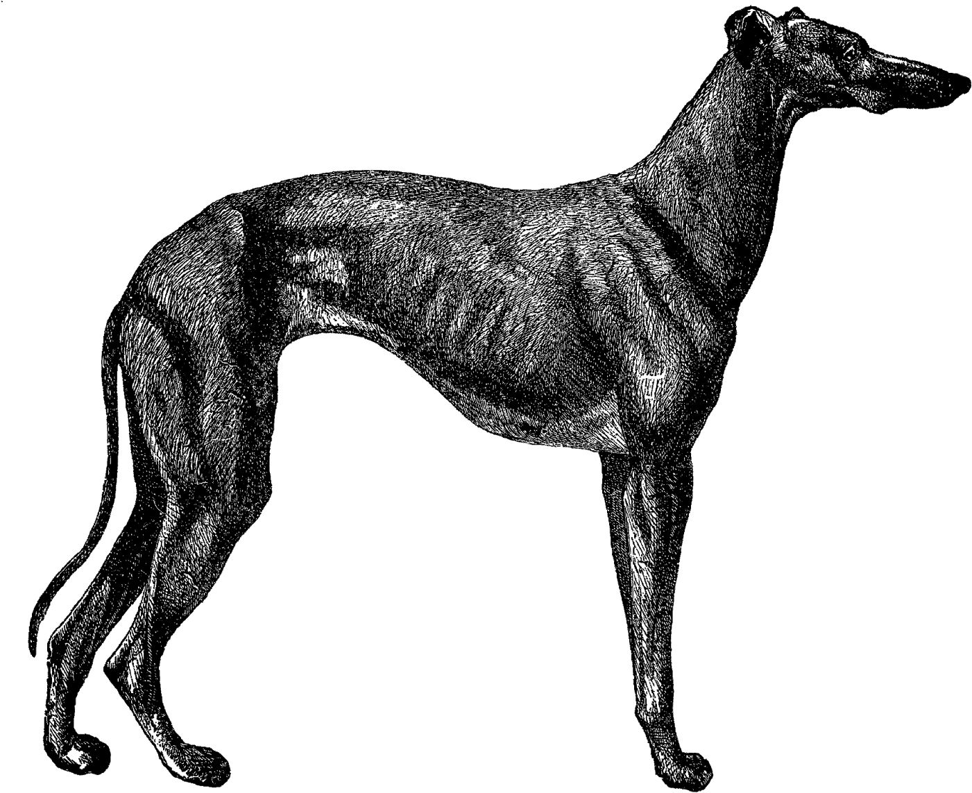 Greyhound Dog Clipart Black And White Download Digital - Vintage Greyhound Dog - Png Download (1600x1291), Png Download