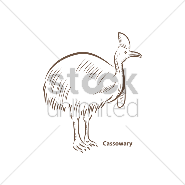 Cassowary Vector Image - Emu Clipart (600x600), Png Download