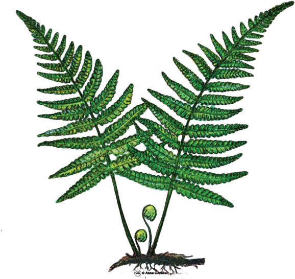 Fougère Plante Clipart (600x600), Png Download