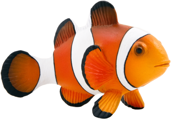 Maroon Clownfish Animal Mojo Fun 387090 Clown Fish - Clown Fish Transparent Background Clipart (759x759), Png Download