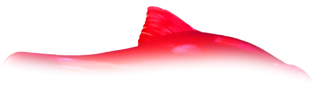 Shark Clipart (800x450), Png Download