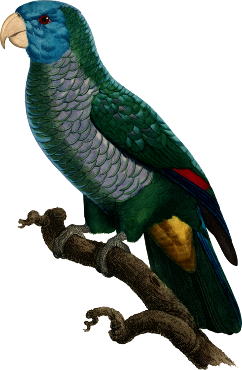 Macaw,parrot,lorikeet - Parrots Clipart (491x750), Png Download