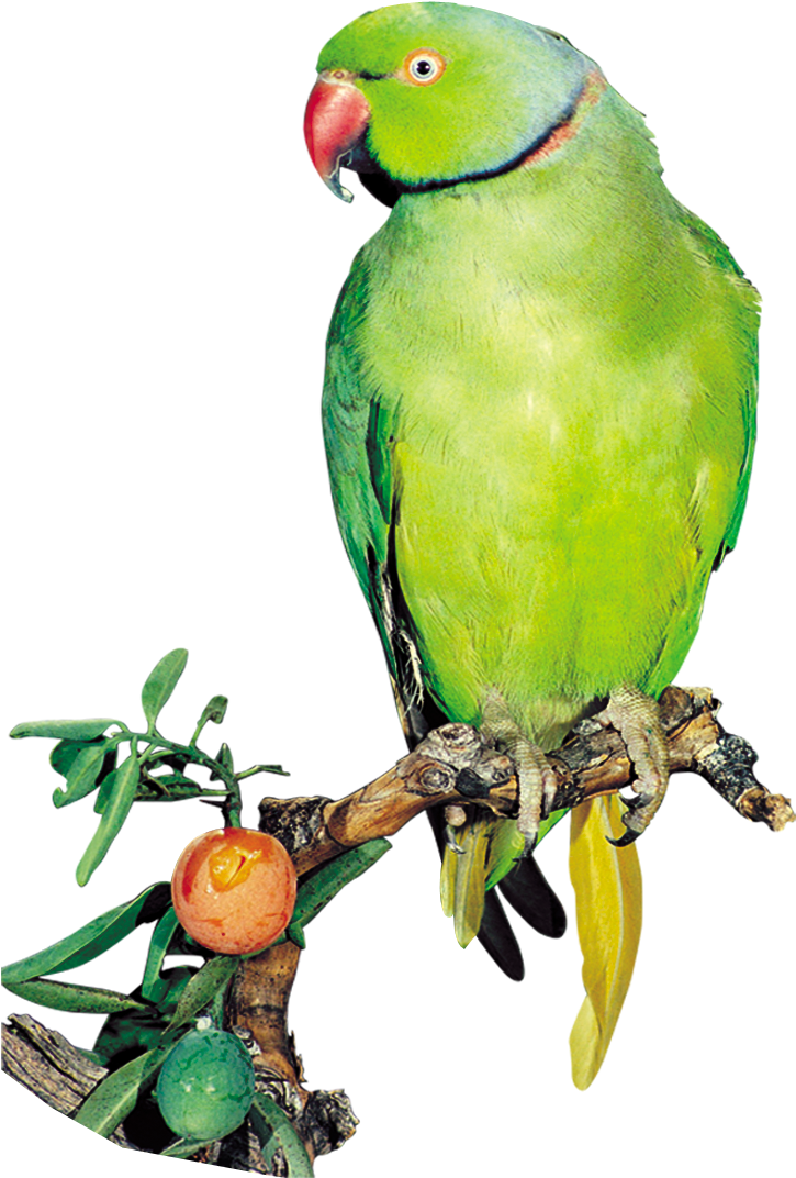 Green Indian Parrot Png Clipart (822x1214), Png Download