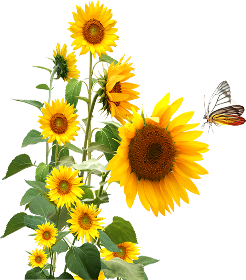 Download Sunflower,butterfly Png Download Sunflower And Butterfly