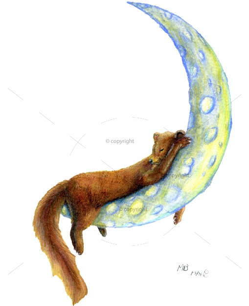 European Pine Marten Watercolour Pencils Drawings And - Pine Marten Red Gold Clipart (508x700), Png Download