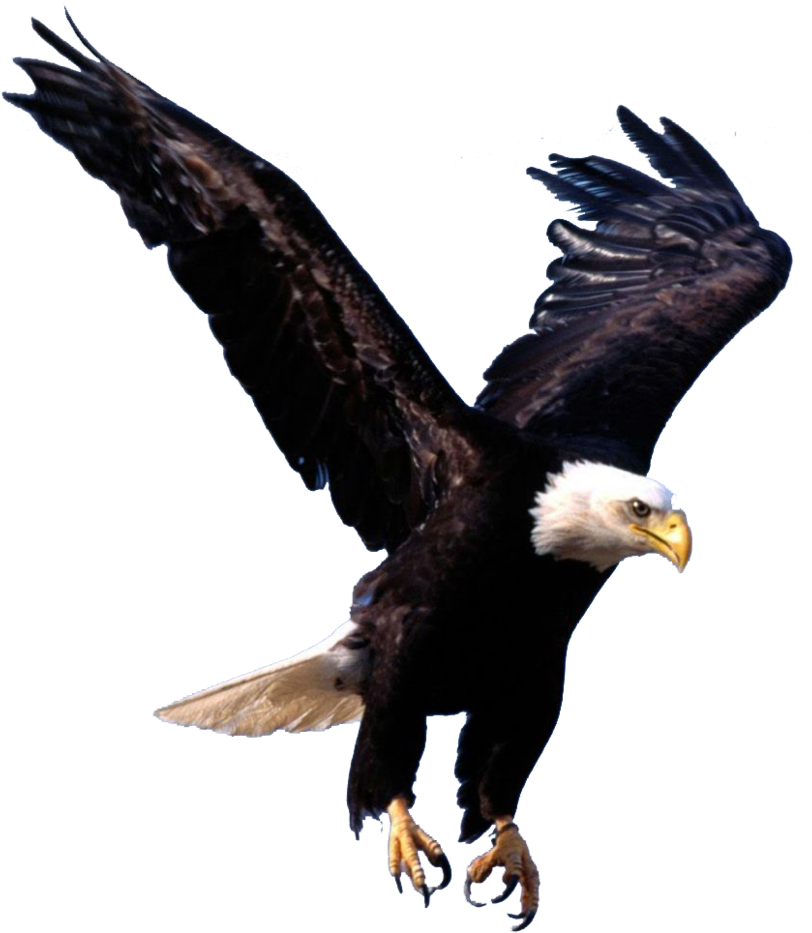 Eagles Clipart Shaheen - Transparent Background Eagle Png (840x952), Png Download