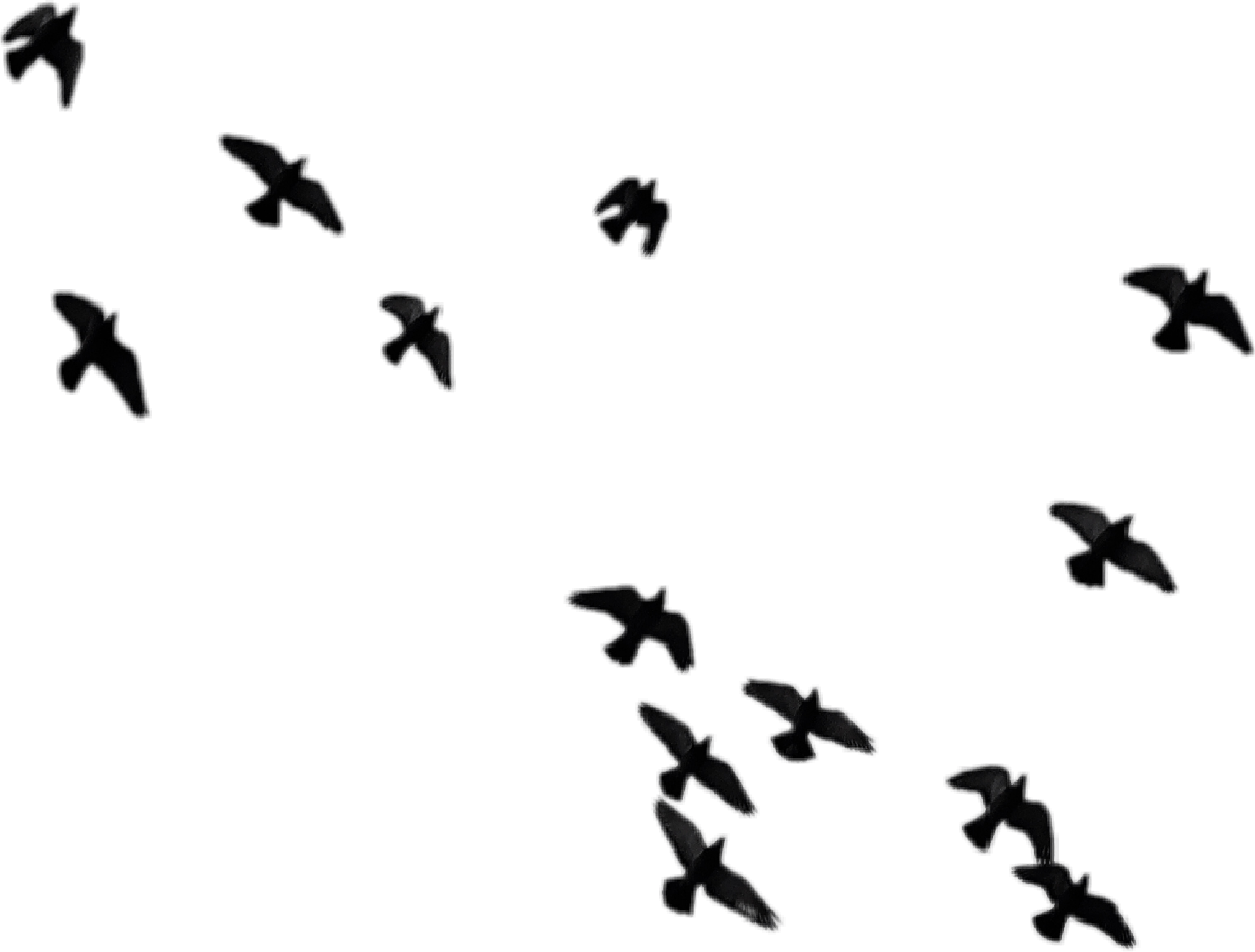 Birds Clipart (2019x1532), Png Download