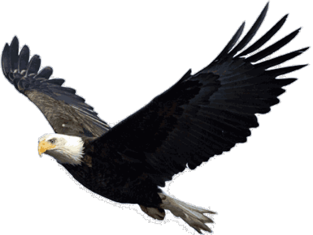 Bald Eagle Png Transparent Images - Flying Eagle Transparent Background Clipart (640x480), Png Download