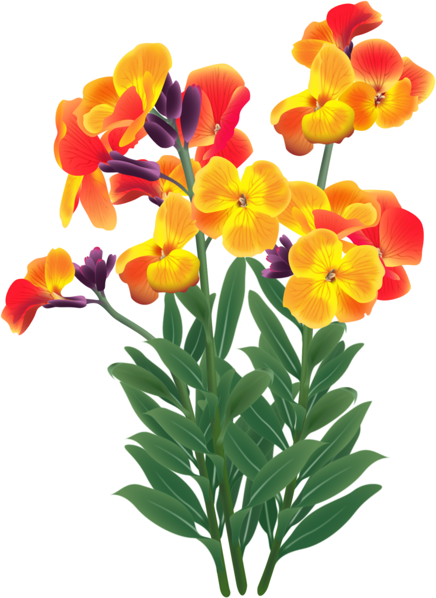 Wallflower - Plant Stem Clipart (1567x2167), Png Download