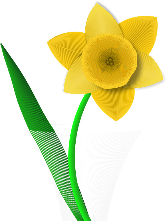 Daffodil Clipart - Narcissus - Png Download (587x800), Png Download