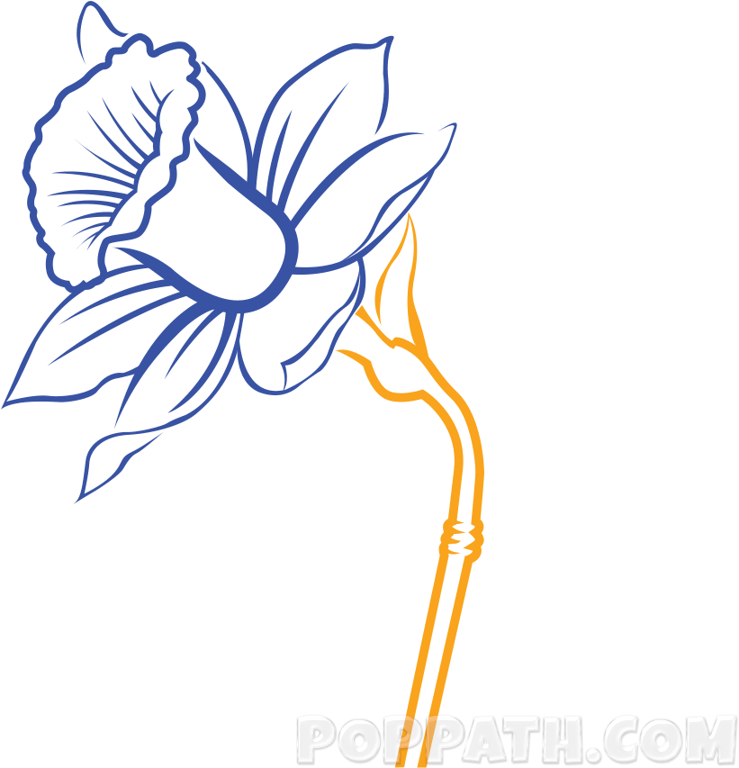 Transparent Daffodils Clipart - Daffodil Drawing - Png Download (821x853), Png Download