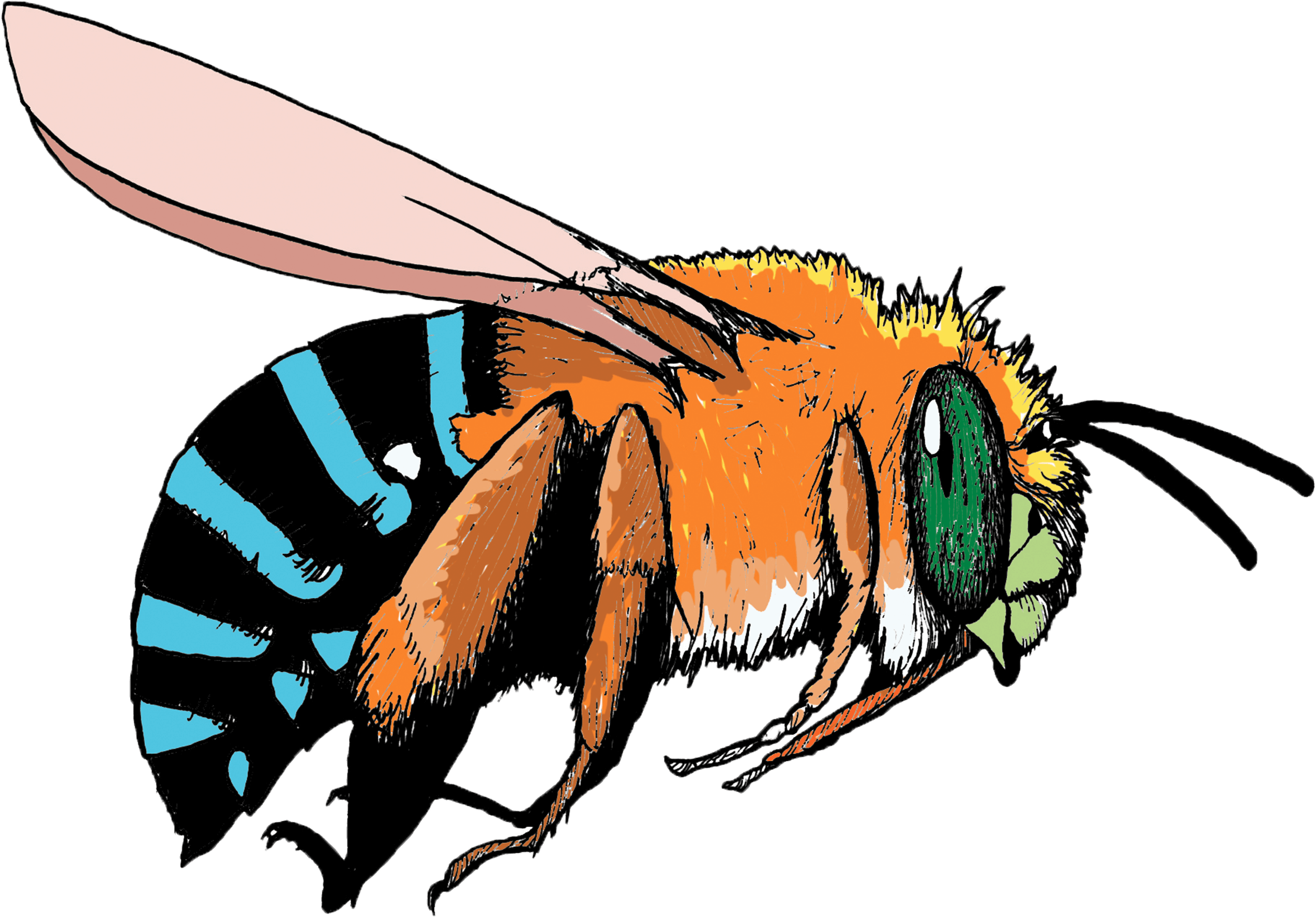 Bee Pollinating Flower Clipart Clipart Free Download - Blue And Orange Bee - Png Download (2643x1874), Png Download