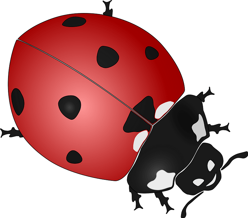 Ladybug Clipart - Ladybird Black And White Clipart - Png Download (800x703), Png Download