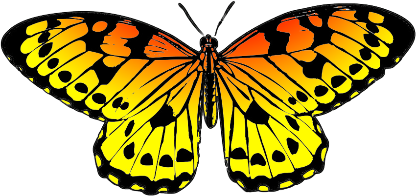 Butterfly Clip Art Color - Png Download (893x591), Png Download