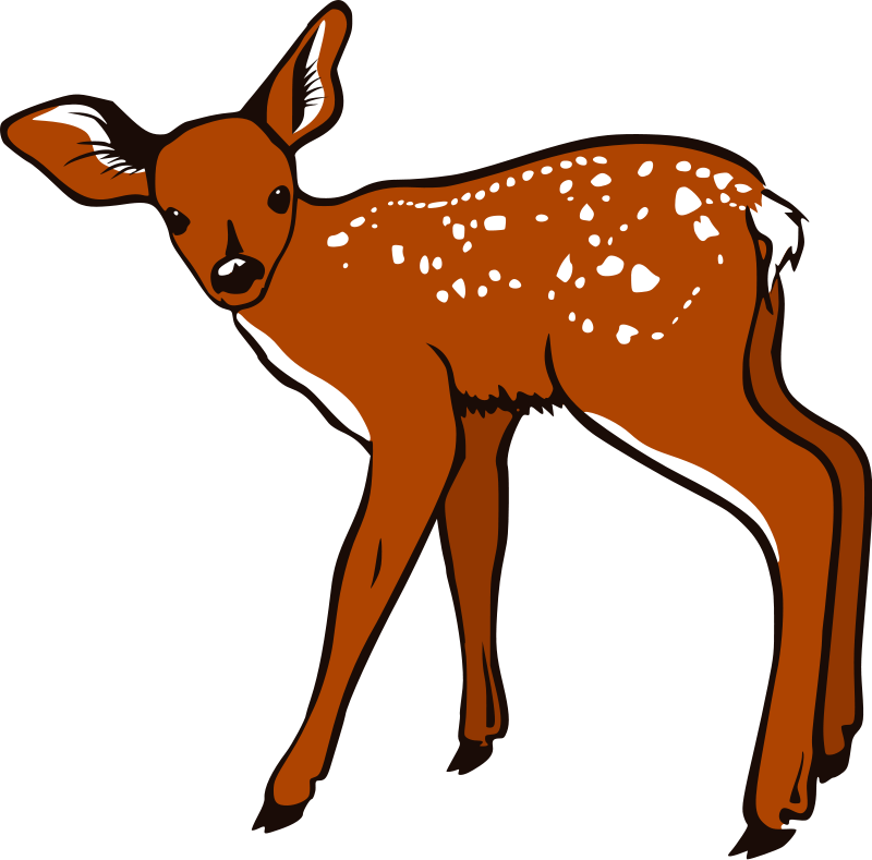 Deer Clip Art Download - White Tailed Deer Clipart - Png Download (800x789), Png Download