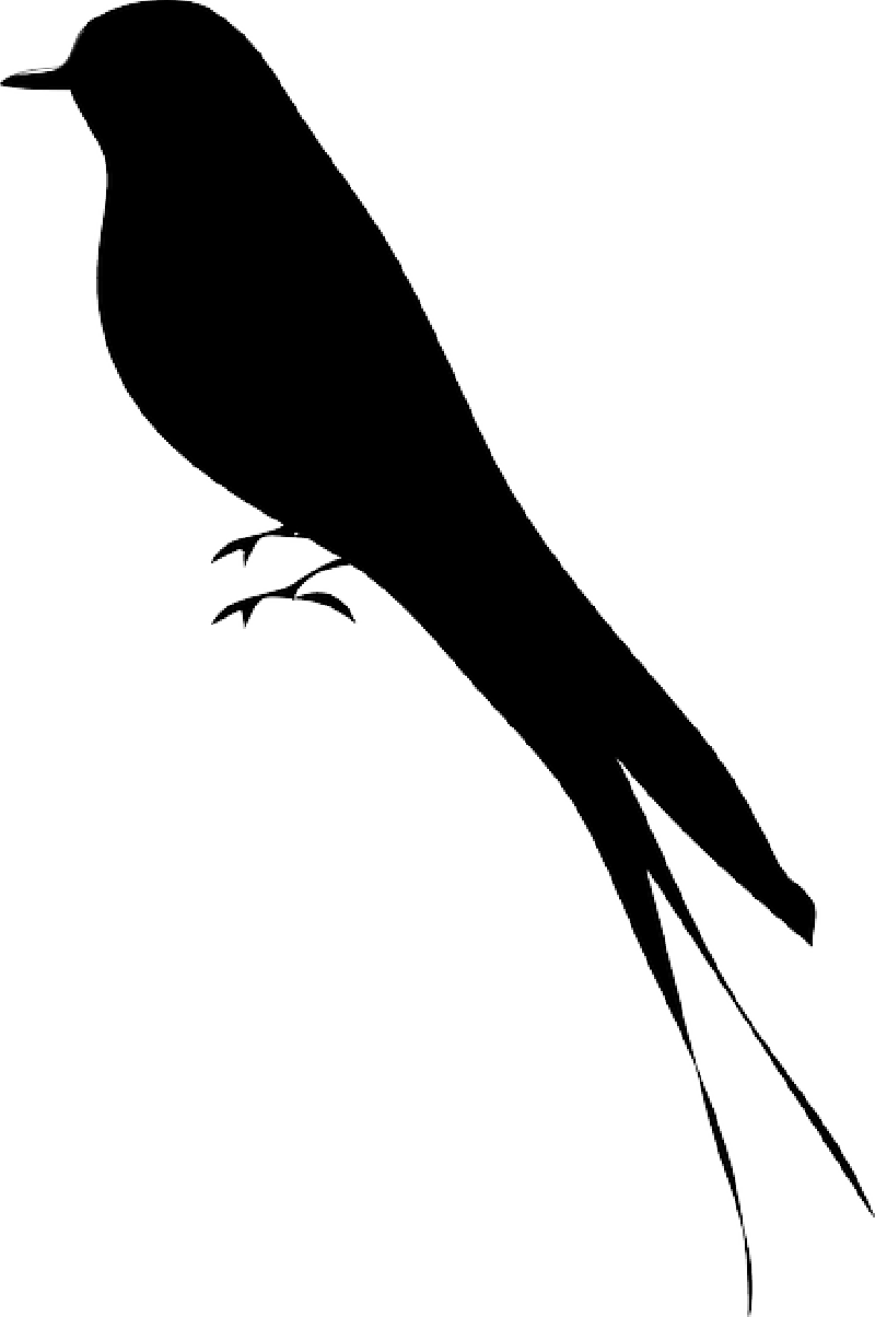 Transparent Bird On Branch Clipart - Bird Silhouette - Png Download (800x1204), Png Download