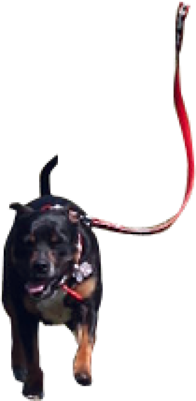 Png Dog Ranning Hd Clipart (400x815), Png Download