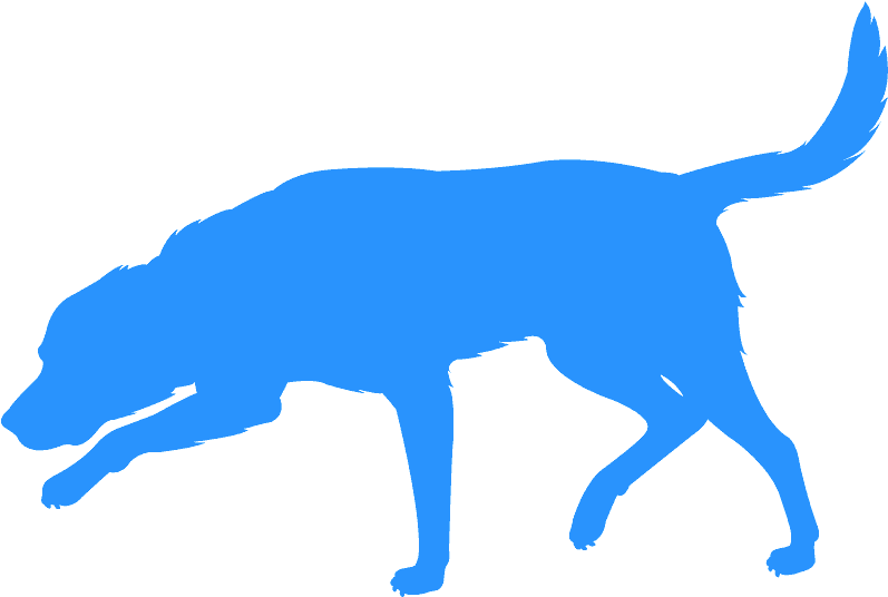 Labrador Retriever Clipart (800x544), Png Download