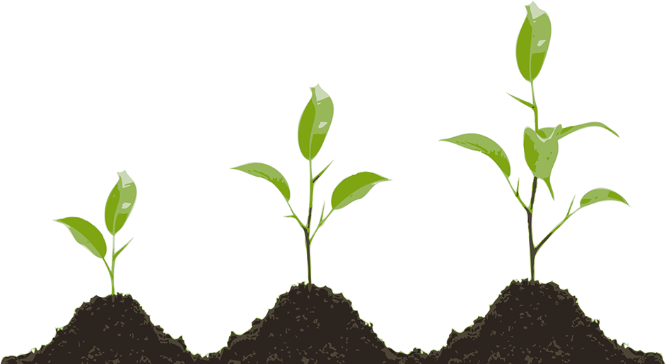 Plant Growing Clipart - Png Download (976x590), Png Download