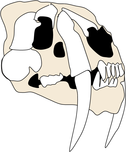 Skull Clipart Dog - Transparent Smilodon Skull - Png Download (539x648), Png Download