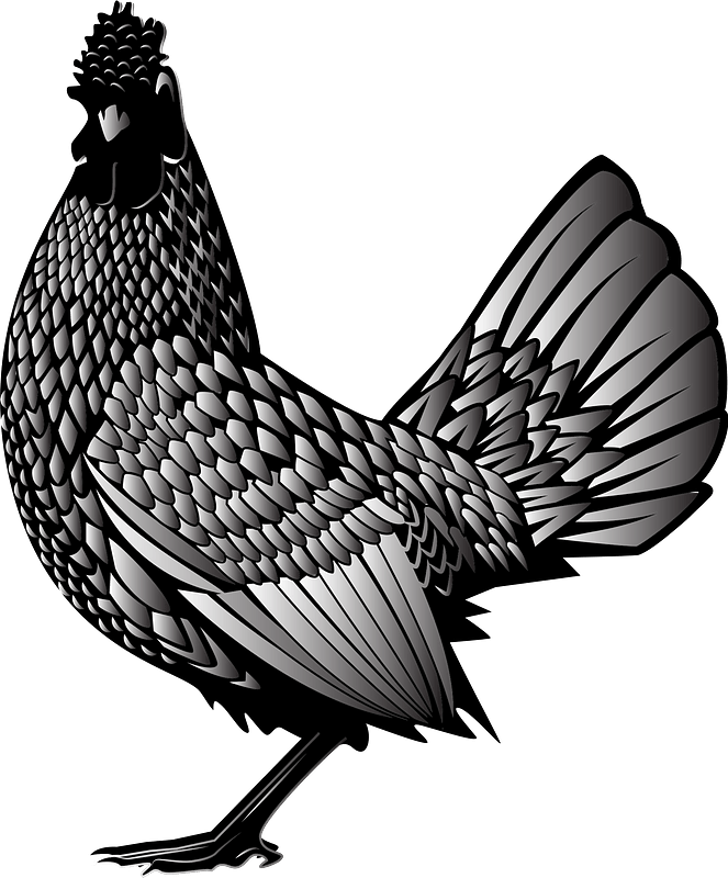 Chicken Clipart - Transparent Rooster Svg - Png Download (663x800), Png Download