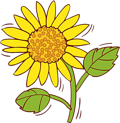Common Sunflower Clip Art - Portable Network Graphics - Png Download (600x600), Png Download