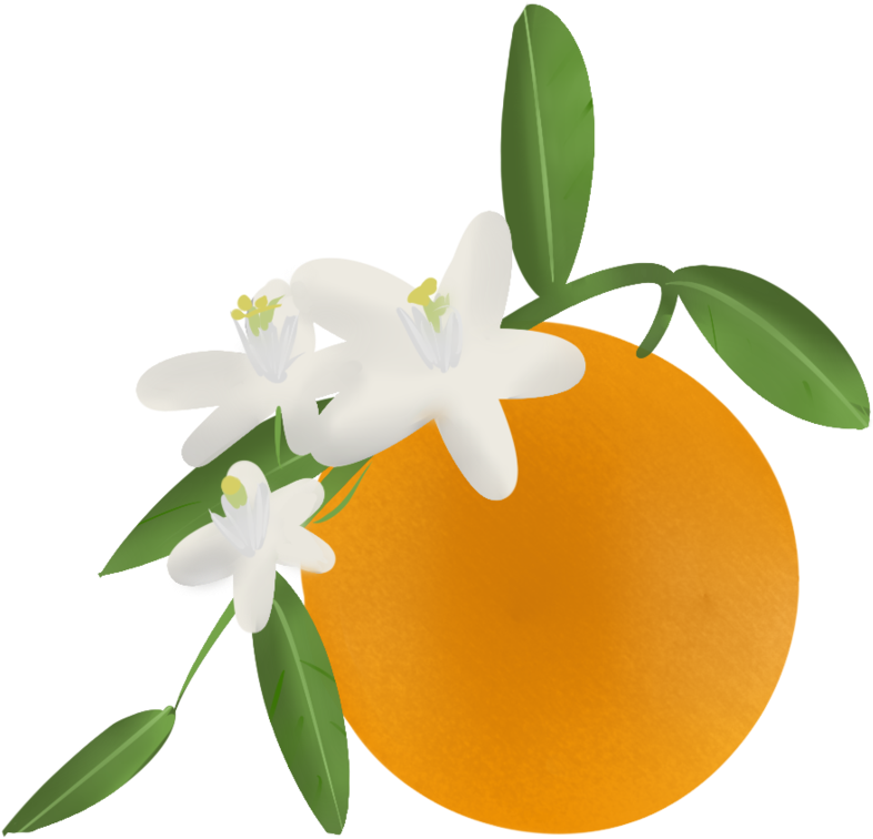 Florida Clipart Orange Blossom - Orange Blossom Flower Png Transparent