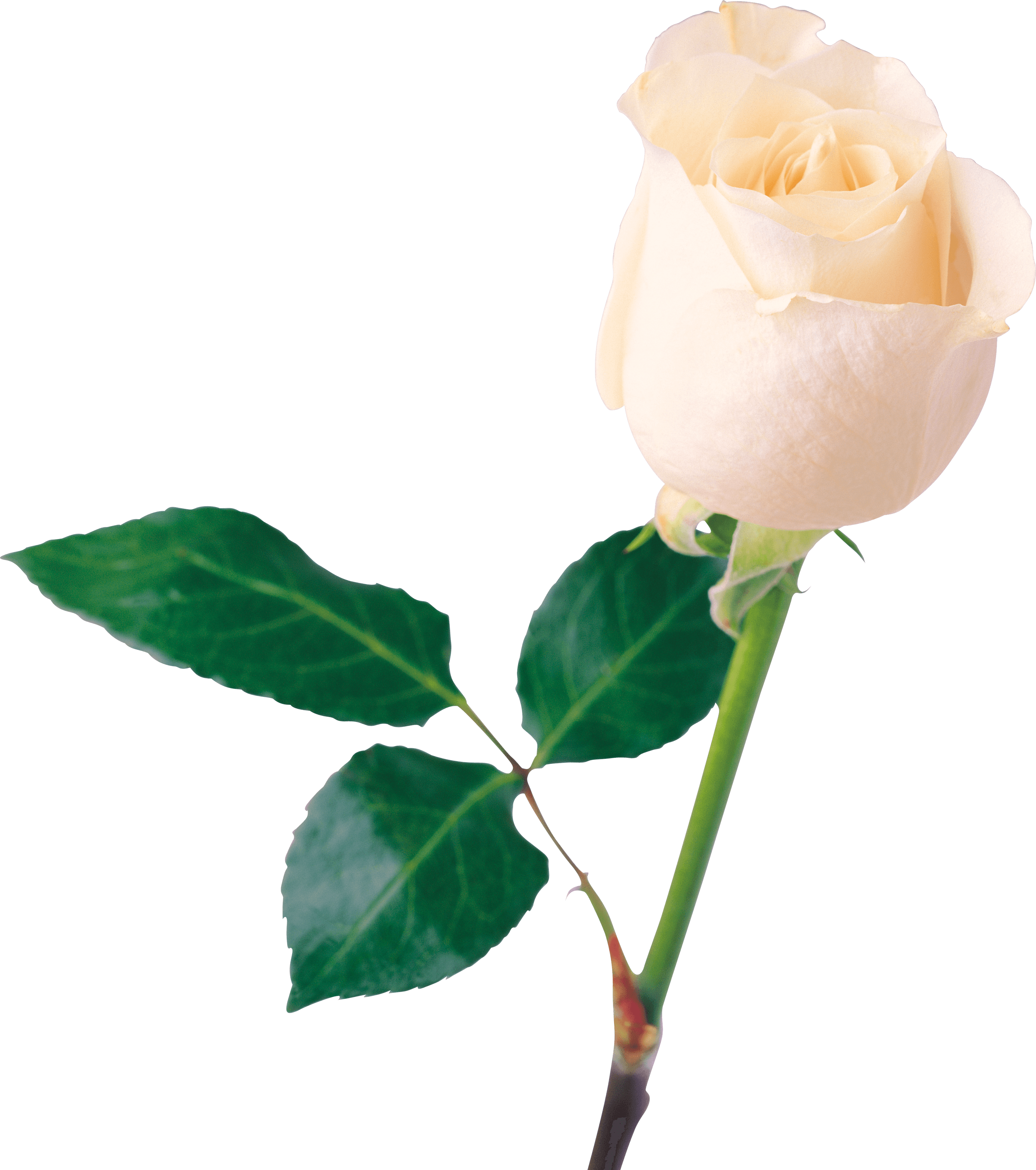 Single White Rose Png Clipart (3096x3497), Png Download