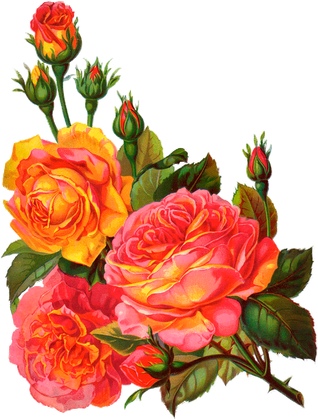 Vintage Roses Garden Clipart - Png Download (627x826), Png Download