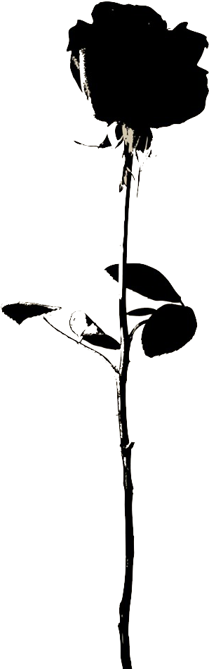 Rose Flower Icon - Rose Flower Icon Png Clipart (661x1024), Png Download