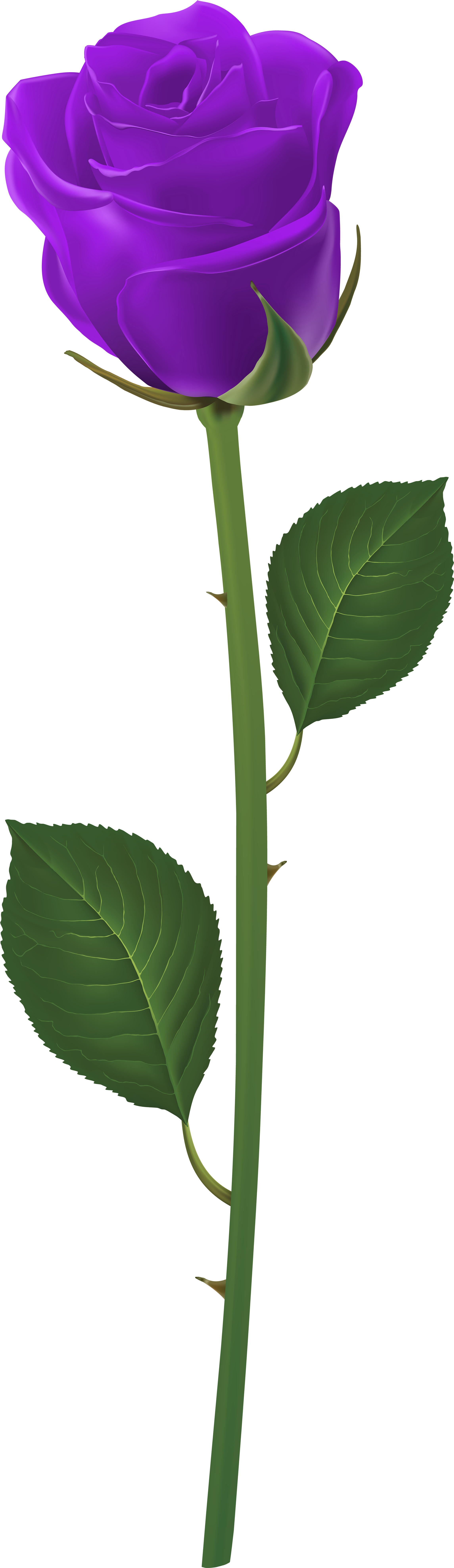 Long Stem Flower Clipart Royalty Free Stock Rose With - Blue Flower And Stem - Png Download (2494x8000), Png Download