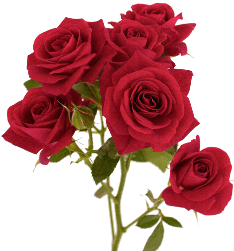 Red Flower Color - Red Rose Png Image Hd Clipart (745x800), Png Download
