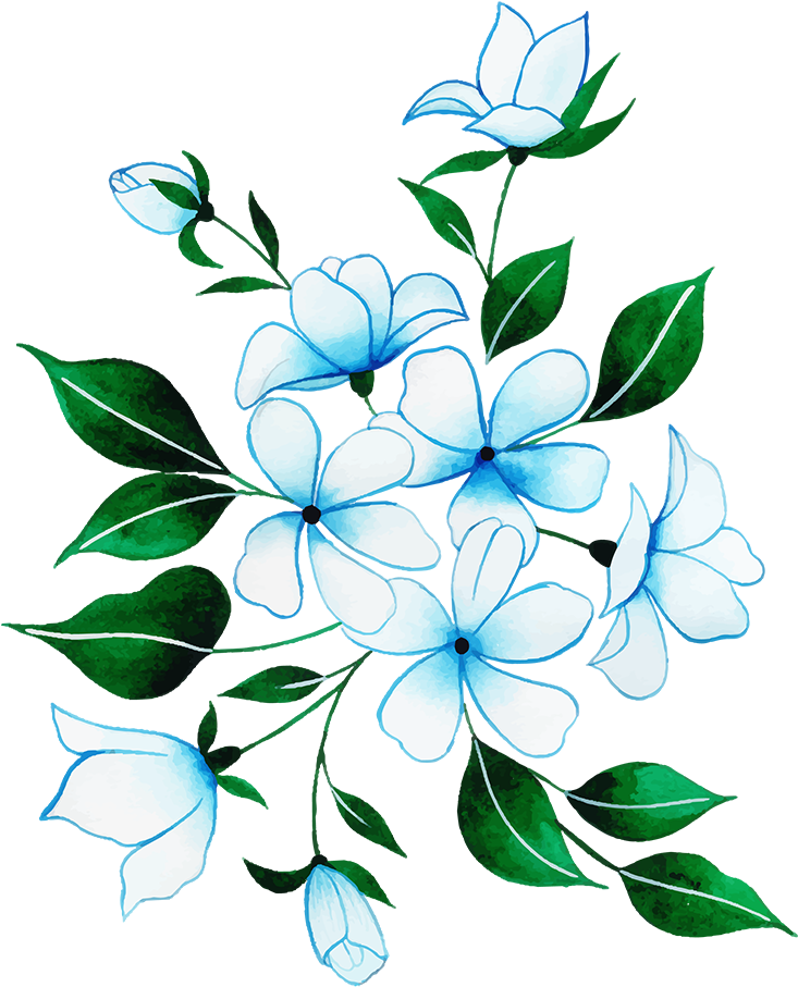 Jasmine Clipart (1000x1000), Png Download