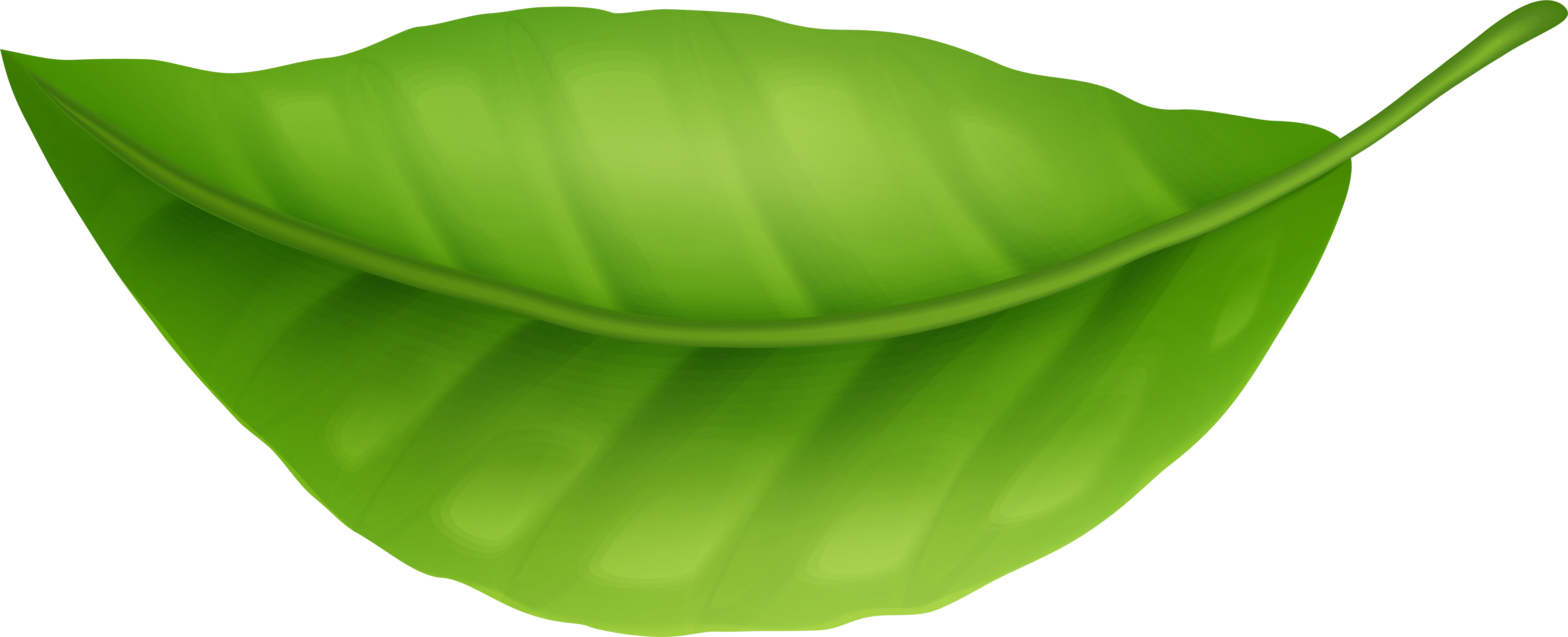Green Leaf Png Clipart - Leaf Png Clipart Transparent Png (8000x3331), Png Download