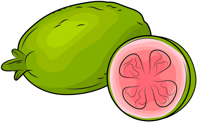 Fresh Guavas Clipart - Guavas Clipart - Png Download (800x568), Png Download