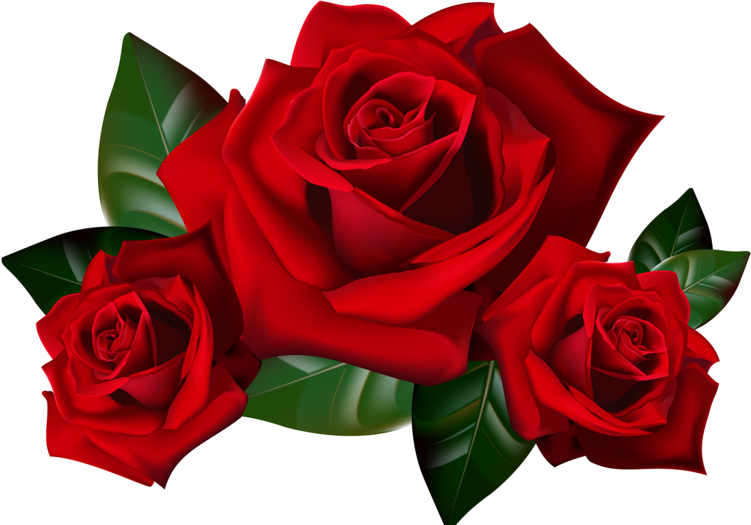 Rcb Wallpapers For Mobile - Red Roses Clipart - Png Download (1280x768), Png Download