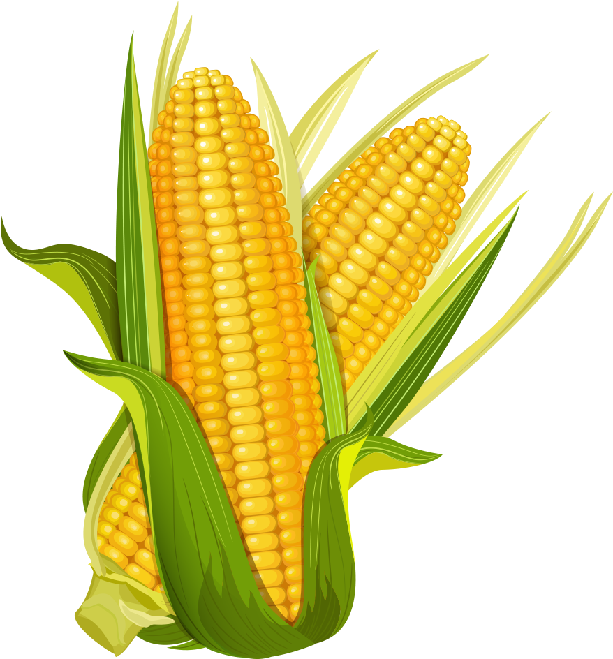 Maize Ear Corncob Popcorn Clipart (1000x1000), Png Download