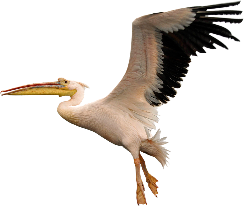 Pelican Png Transparent Images, Pictures, Photos Clipart (852x720), Png Download