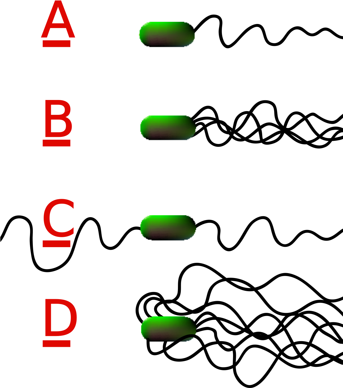 Clostridium Tetani Has No Flagella Clipart (1200x1596), Png Download